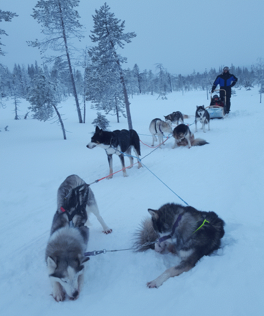 Huskys en Ruka