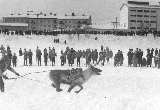 Carrera de renos en Rovaniemi, año 1956 