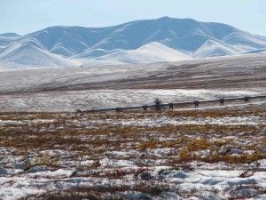 La tundra ártica