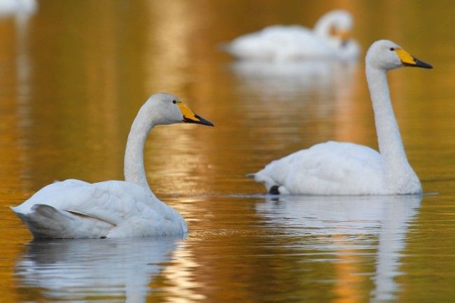 Cisne cantor, el ave nacional de Finlandia