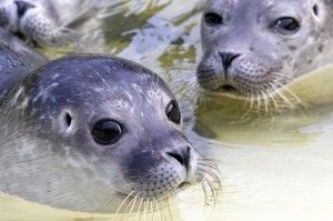 Focas grises de Bogskär