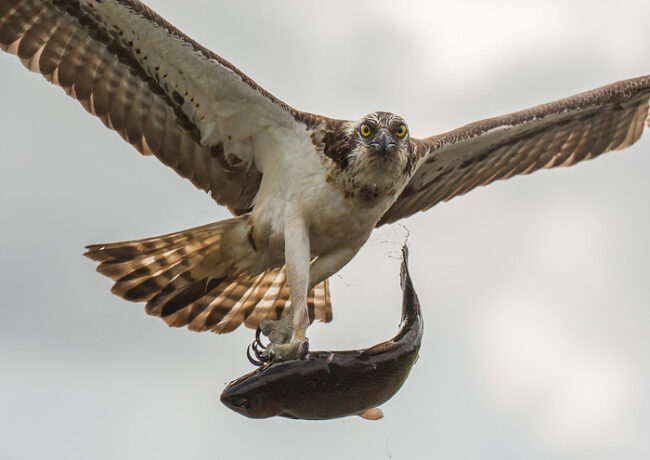 Águila-pescadora-Pandion-haliaetus_fotoOlliLamminsalo-Finnature