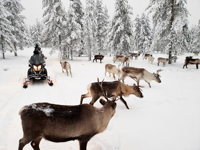 Al carecer de ruido con las motos de nieve eléctricas los renos no se asuntan 