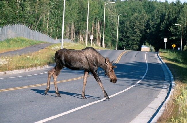 Alce atravesando una carretera