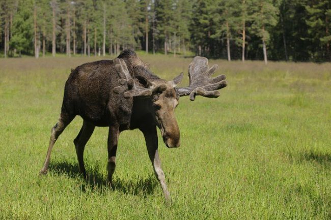 Alce en los alrededores de Rovaniemi 