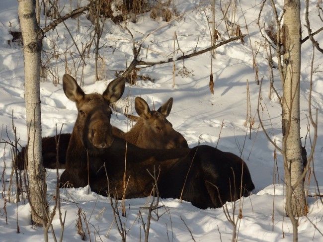 Alces descansando.