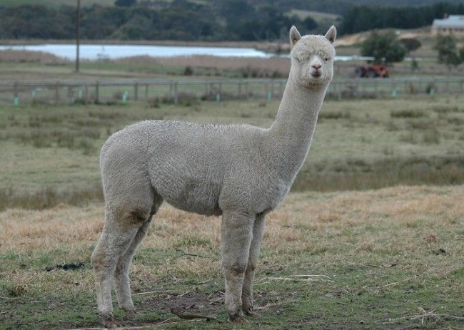 Alpaca