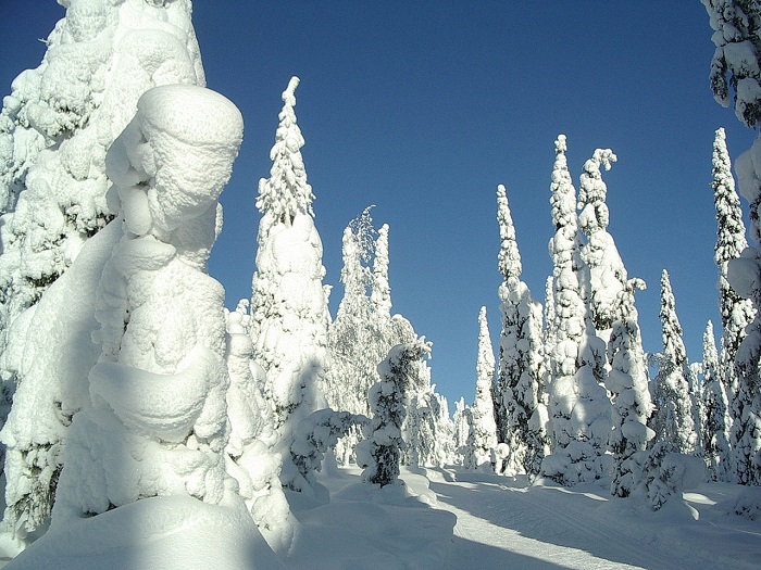 Árboles llenos de nieve cerca de la ciudad de Kuusamo