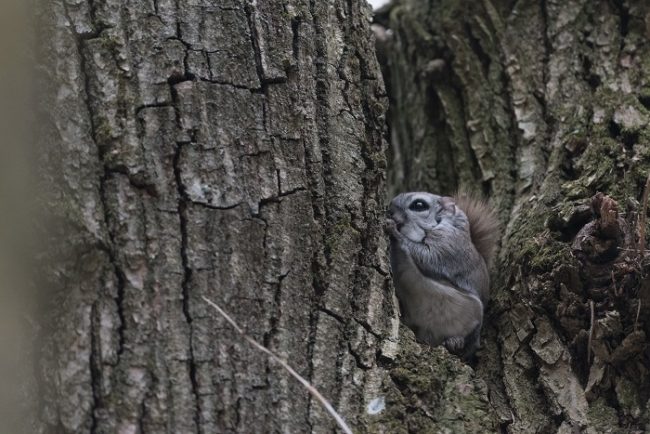 Ardilla voladora de Siberia perfectamente camuflada 