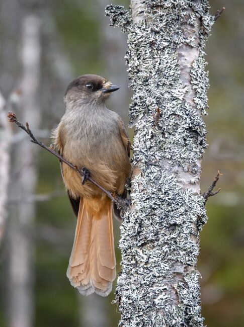 Arrendajo-Siberiano-posado-en-una-rama-durante-el-verano_fotoAlexanderEdsjö-Tiedonportailla