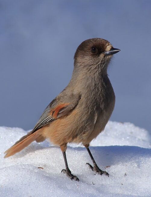 Arrendajo-Siberiano-posando-en-la-nieve_fotoEstormiz-Wikipedia