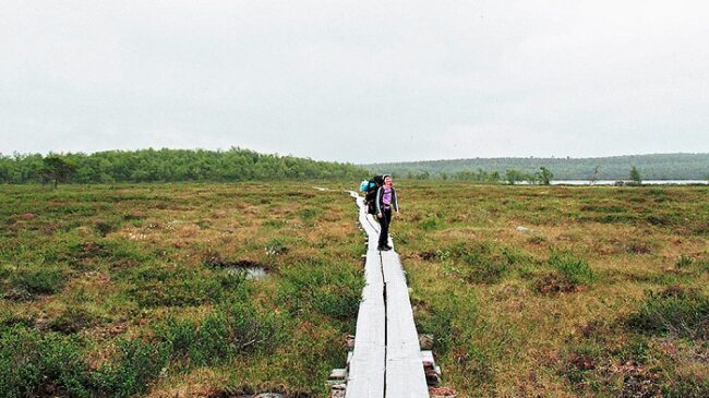 Atravesando-una-zona-pantanosa-siguiendo-uno-de-los-caminos-marcados-en-Kevo_fotoKirsiLuonuankoski-Luontoon