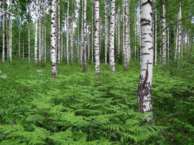 Bosque de Abedules 