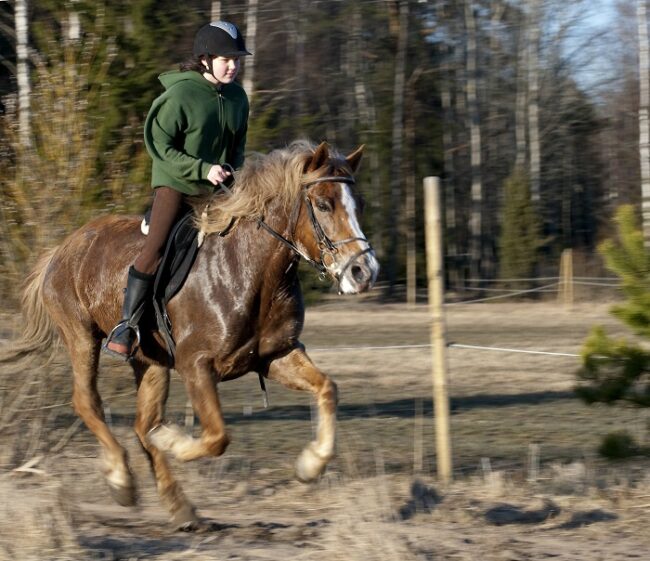 Cabalgando-a-lomos-de-un-caballo-finlandés_fotoDonWright-Wikipedia