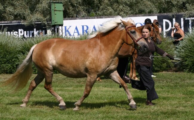 Caballo-finlandés-durante-un-concurso-de-belleza_fotoWikipedia