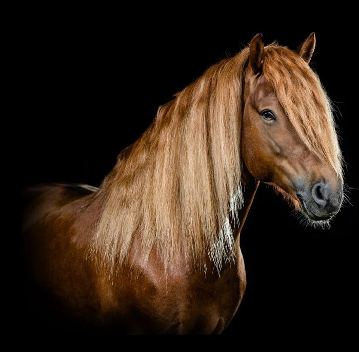 Caballo-finlandés_fotoSuomenhevonen