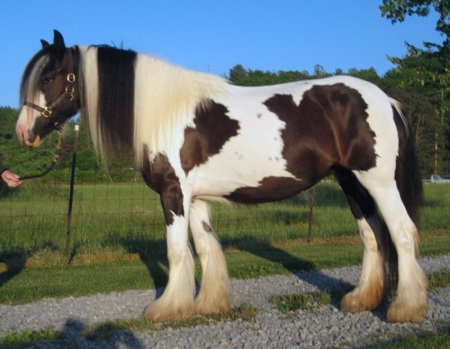 Caballo-Irish-Cob_fotoMaryEGraybeal-Wikipedia