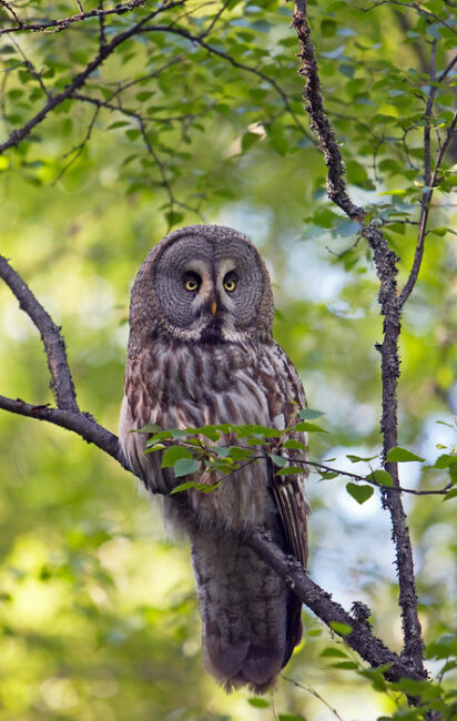 Cárabo-lapón-Strix-nebulosa_fotoFinnature