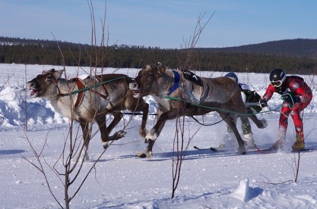 Carrera de renos en Inari