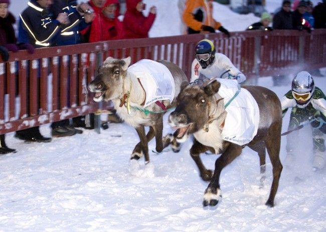 Carrera de renos en Rovaniemi 