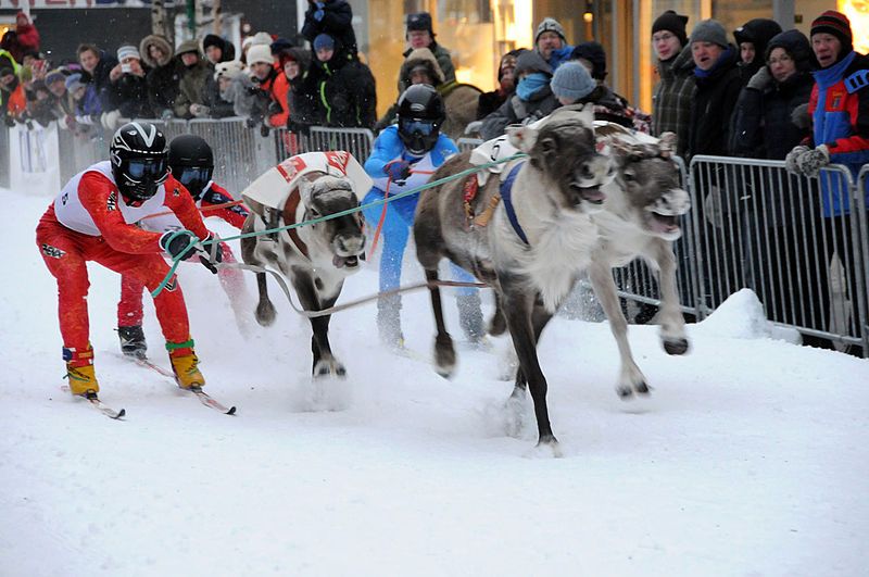 carrera de renos rovaniemi