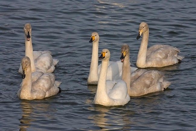 Familia de cisnes cantores blancos nadando 