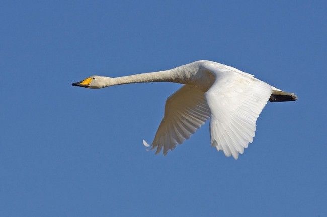 Cisne cantor blanco disfrutando del vuelo 