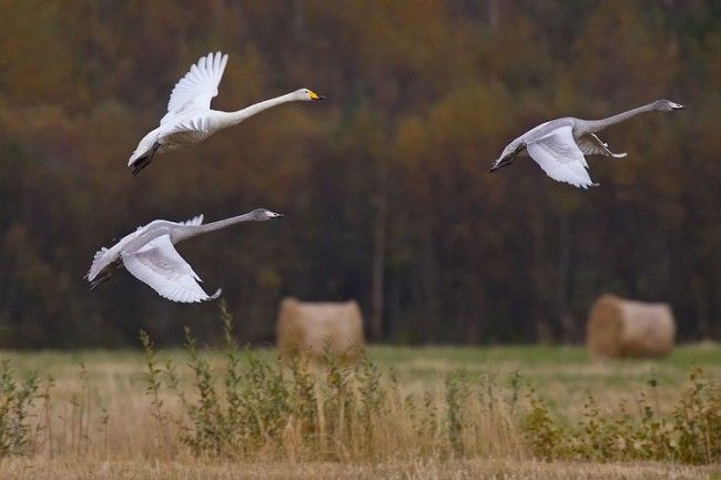 Cisnes cantores blancos