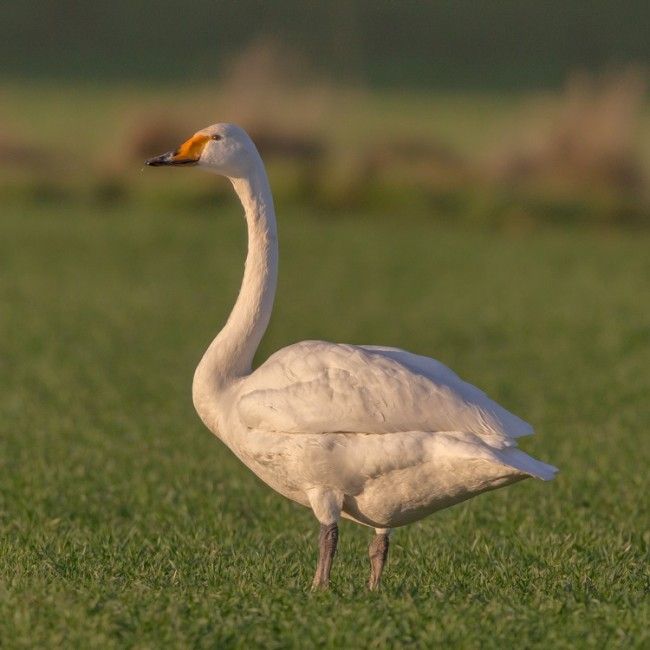 Cisne cantor. El pájaro nacional de Finlandia 