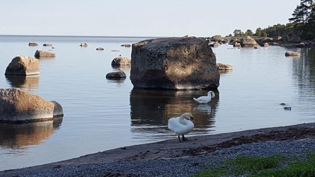 Cisnes cantores en algún lugar del archipiélago de Porvoo