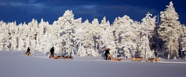 Disfrutando del puro invierno durante un safari con huskys 