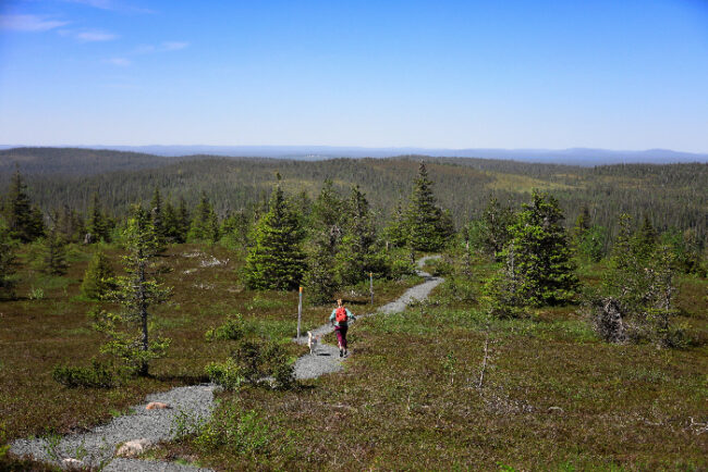 Durante-una-excursión-en-Laponia-en-verano_fotoHarriTarvainen-VisitFinland