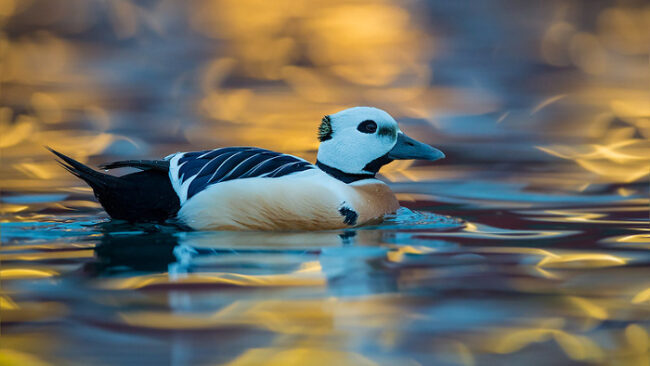 Eider-de-Steller-Polysticta-stelleri_fotoJariPeltomäki-Finnature