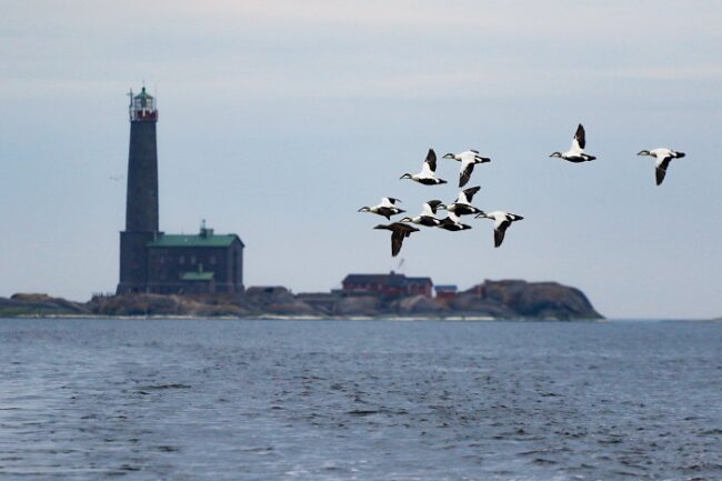 Eiders-volando-alrededor-de-la-isla-Bengtskär_fotoBengtskär