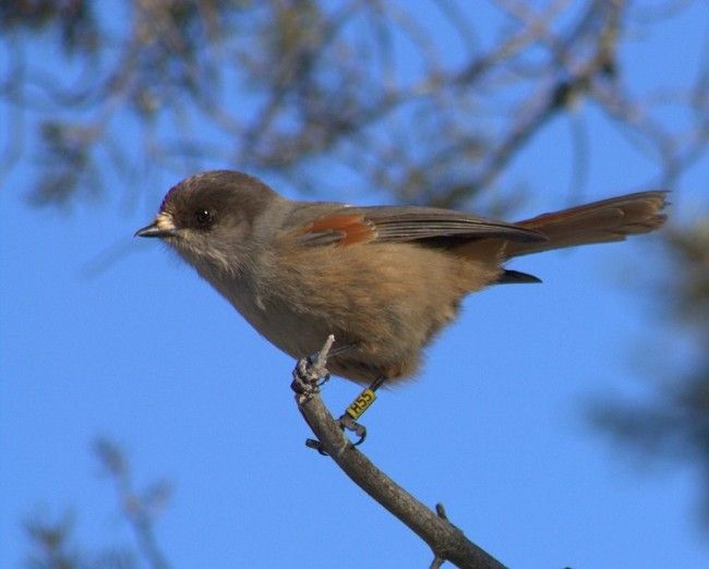 El Arrendajo funesto (Kuukkeli) es un pájaro que no migra 