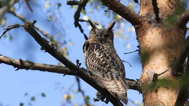 El Búho Real es el símbolo del Parque Nacional de Sipoonkorpi 