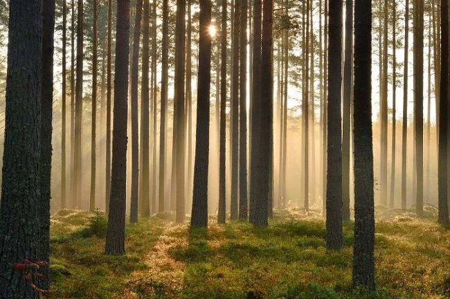 El bosque de Finlandia nos ofrece imagenes como esta