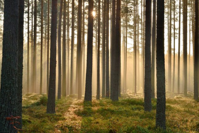 El bosque de Suovanlahti en Viitassari 