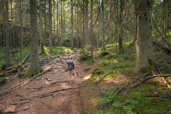 El bosque del Parque Nacional de Nuuksio es tranquilo y salvaje 