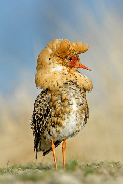 El-Combatiente-Calidris-pugnax-tiene-un-curioso-plumaje_fotoJari Peltomäki-Finnature