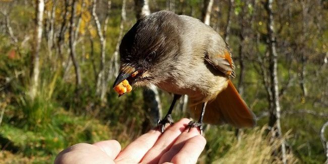 El Kukkeli es un pájaro muy atrevido y simpático 