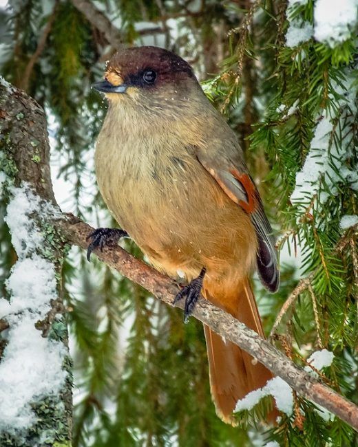 El Kukkeli (Perisoreus Infaustus) es un pájaro que vive todo el año en Finlandia 