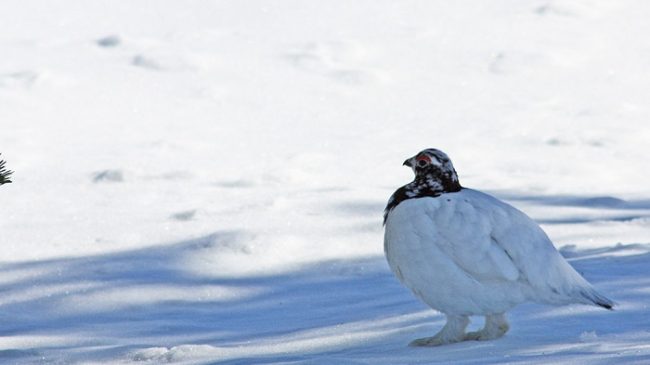 El Lagópodo común (Lagopus lagopus) es un ave muy habitual en el Área Natural de Hammastunturi 