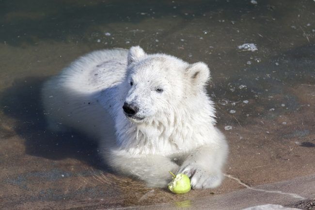 El pequeño oso comiendo una manzana 