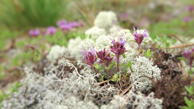 El Serpol y la Cladonia rangiferina, el liquen de los renos, son abundantes en el Geoparque de Rokua 