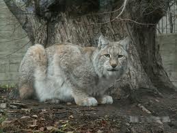 el zoo de helsinki, Finlandia