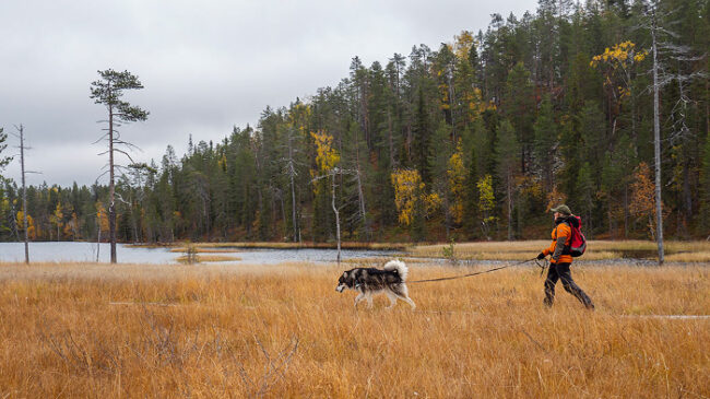 En-el-Parque-Nacional-de-Salla-los-perros-siempre-con-correa_fotoAnnaPakkanen-NationalParks