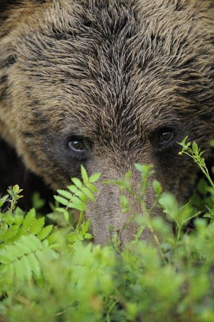 En primavera el oso hace ya unas semanas que despertó 