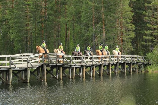 Excursión con caballos finlandeses organizada por el Hotel Punkaharju 