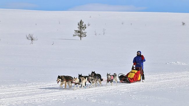 Excursión con Huskys en el Espacio Natural Protegido de Tarvantovaara 